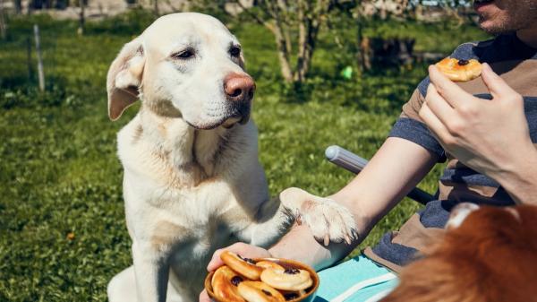 La etología dice que los perros que miran fijamente a sus dueños mientras comen aprenden a interpretar sus gestos para saber cuándo van a recibir comida