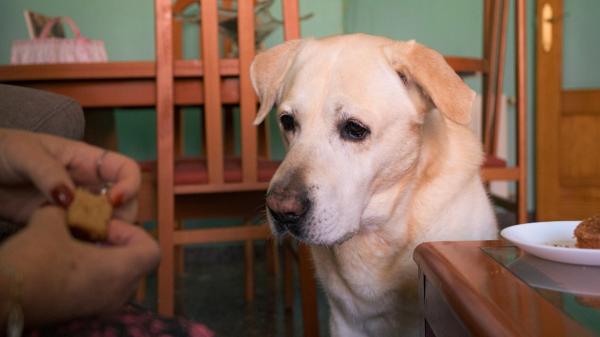La etología dice que los perros que miran fijamente a sus dueños mientras comen aprenden a interpretar sus gestos para saber cuándo van a recibir comida - Los perros no miran la comida por casualidad: están pendientes de tus gestos para conseguir un bocado