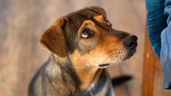 La etología dice que los perros que miran fijamente a sus dueños mientras comen aprenden a interpretar sus gestos para saber cuándo van a recibir comida - Los perros utilizan la mirada para comunicarse con nosotros y pedir lo que quieren