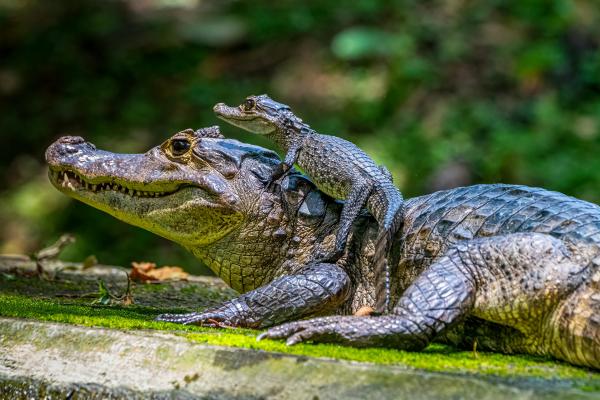 ¿Qué comen los caimanes? - ¿Qué comen los caimanes bebés?