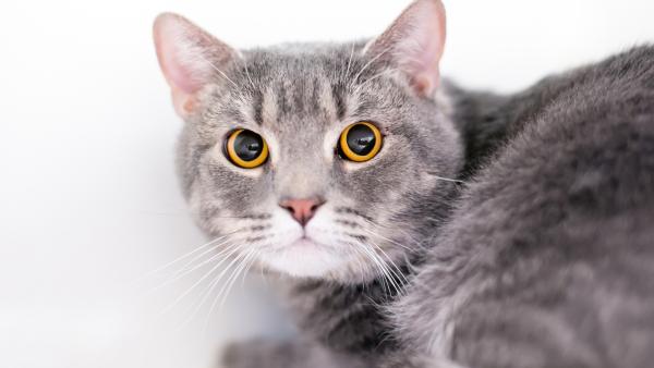 Espasmos musculares involuntarios en gatos: causas y tratamientos - ¿Cómo saber si los espasmos musculares involuntarios en gatos son graves?