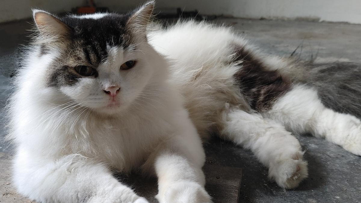 Espasmos musculares involuntarios en gatos: causas y tratamientos