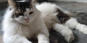 Espasmos musculares involuntarios en gatos: causas y tratamientos