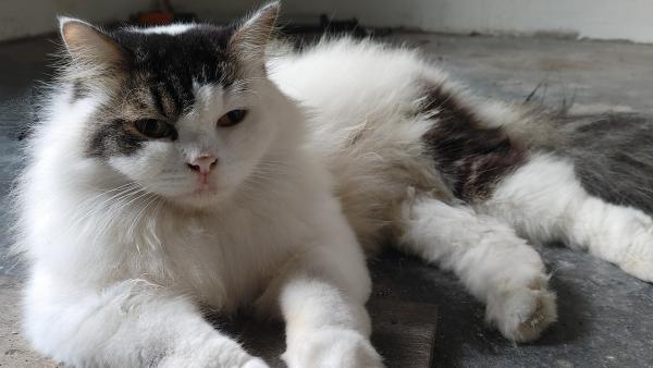 Espasmos musculares involuntarios en gatos: causas y tratamientos