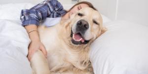 Hace 50 años pocos dejaban dormir al perro dentro de casa: hoy comparte nuestra cama, sofá y forma parte de la familia