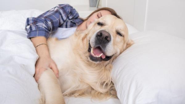 Hace 50 años pocos dejaban dormir al perro dentro de casa: hoy comparte nuestra cama, sofá y forma parte de la familia