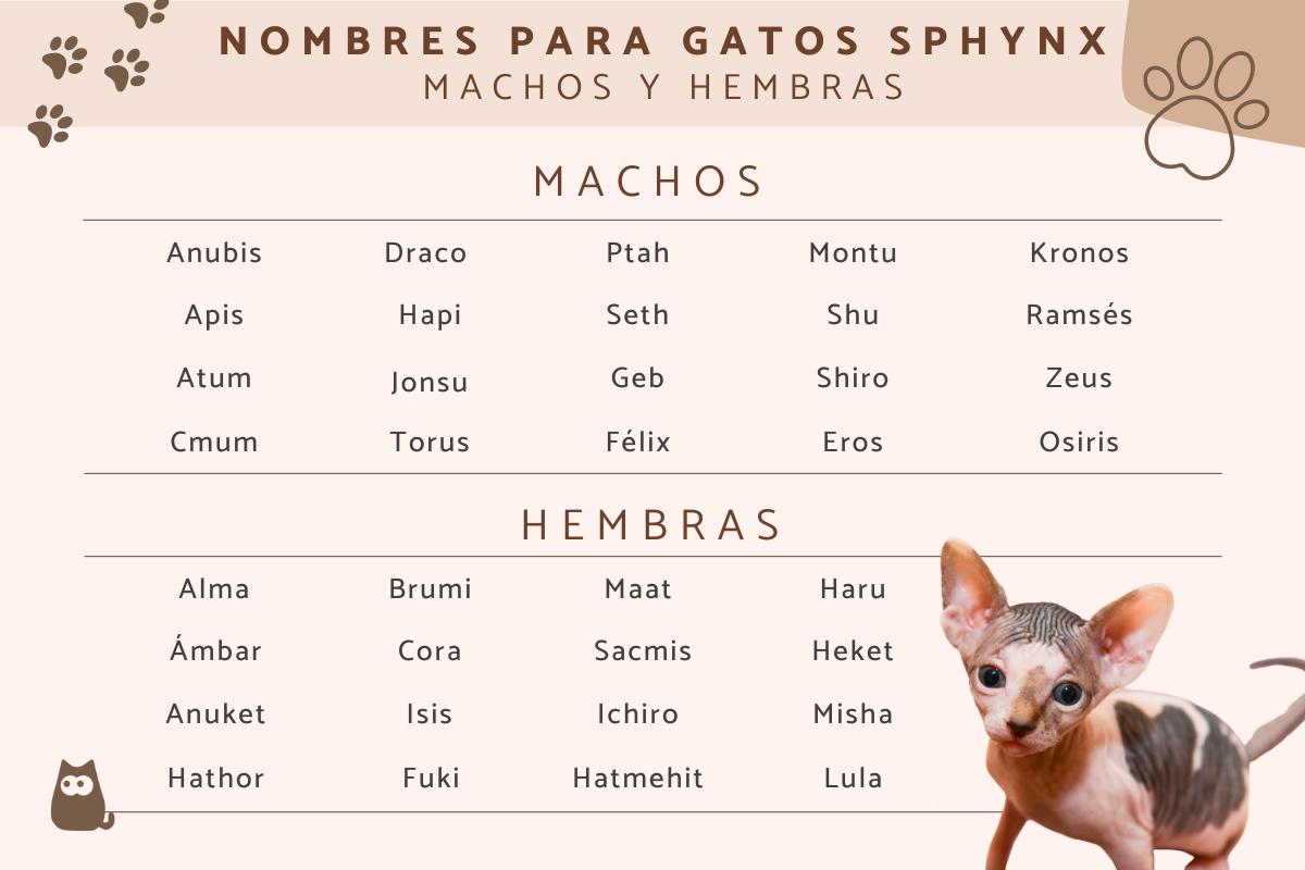 Nombres para gatos sphynx