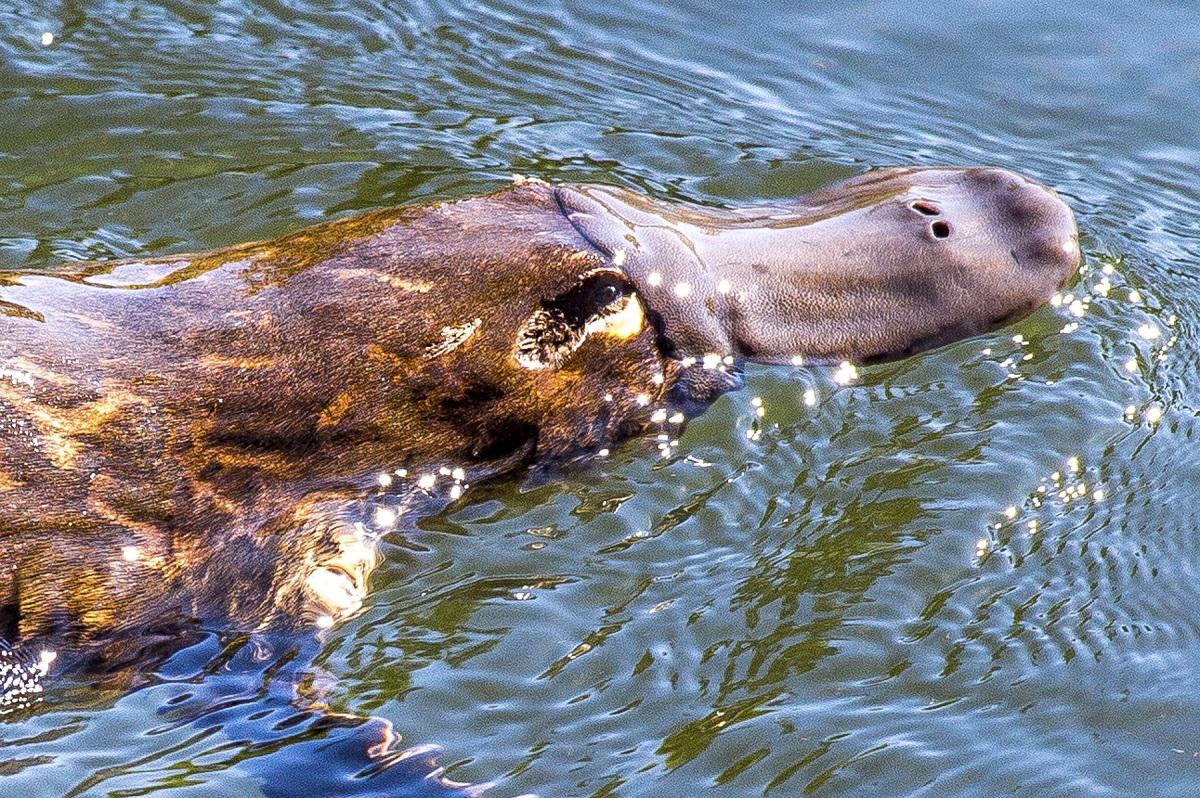 Ornitorrinco - Características y hábitat