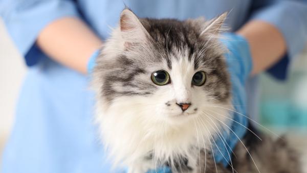 Espasmos musculares involuntarios en gatos: causas y tratamientos - Tratamiento de los espasmos musculares involuntarios en gatos