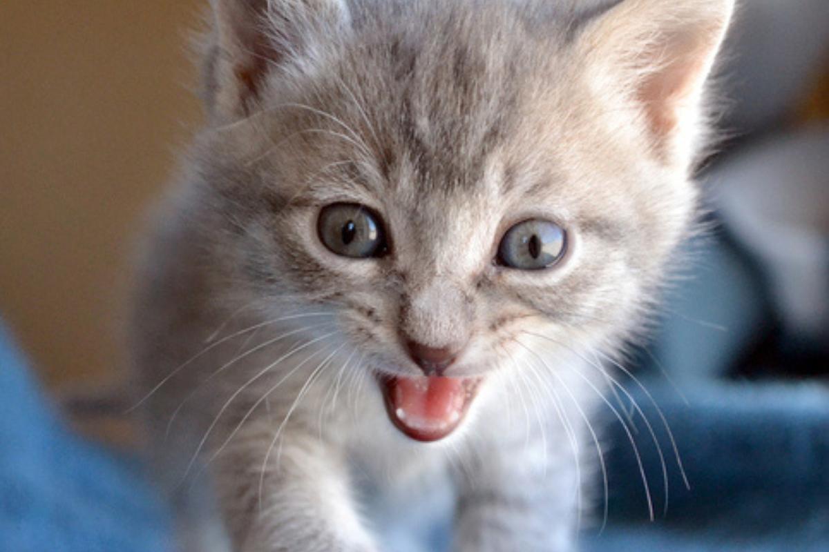 ¿A qué edad cambian los dientes de leche los gatos?