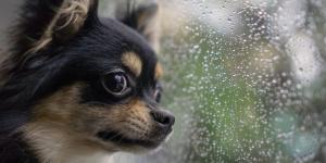 Carlos Carrasco, adiestrador canino: “Cuando llueve mucho, los perros necesitan ejercitarse en casa, pero siempre desde la calma”