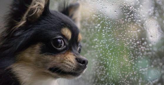 Carlos Carrasco, adiestrador canino: “Cuando llueve mucho, los perros necesitan ejercitarse en casa, pero siempre desde la calma”