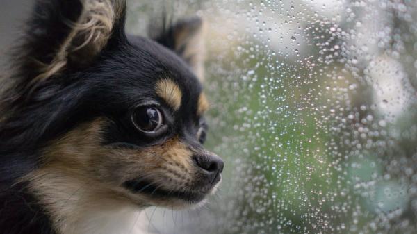 Carlos Carrasco, adiestrador canino: “Cuando llueve mucho, los perros necesitan ejercitarse en casa, pero siempre desde la calma”