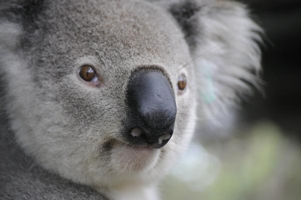 Curiosidades de los koalas