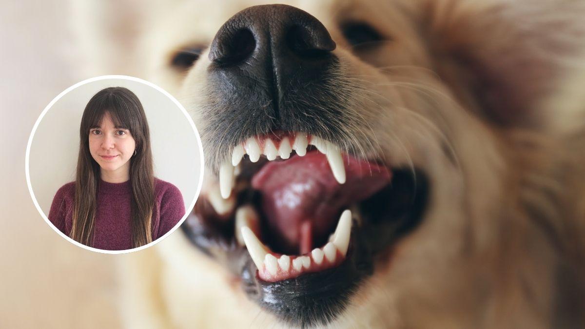 Marta Sarasúa, experta en comportamiento canino, explica qué hacer si tu perro gruñe y muestra los dientes: "El gruñido no se castiga, se comprende"