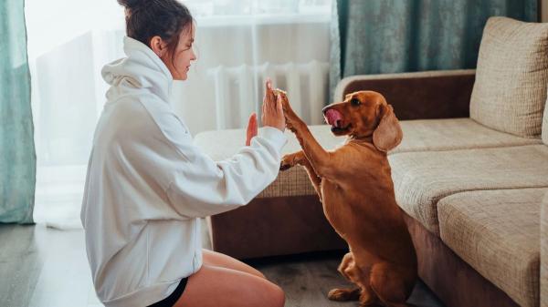 Carlos Carrasco, adiestrador canino: “Cuando llueve mucho, los perros necesitan ejercitarse en casa, pero siempre desde la calma” - Más actividades para los días de lluvia: ejercicios de autocontrol, aprendizaje y juguetes interactivos