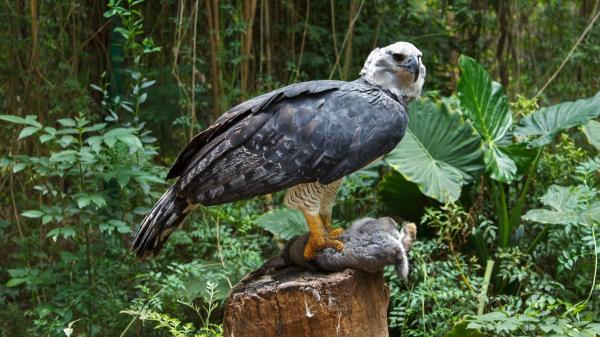Esta majestuosa ave es el águila arpía, una de las rapaces más imponentes de las selvas tropicales: destaca por su fuerza y su peculiar cresta - Así caza el águila arpía: espera entre los árboles y se lanza a gran velocidad