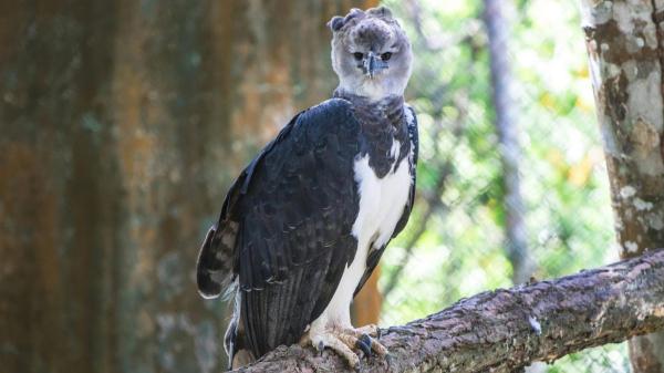 Esta majestuosa ave es el águila arpía, una de las rapaces más imponentes de las selvas tropicales: destaca por su fuerza y su peculiar cresta - El tamaño del águila arpía: puede alcanzar los 2 metros de envergadura