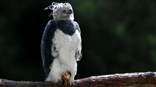 Esta majestuosa ave es el águila arpía, una de las rapaces más imponentes de las selvas tropicales: destaca por su fuerza y su peculiar cresta - Es un símbolo nacional de Panamá y representa la riqueza de sus bosques