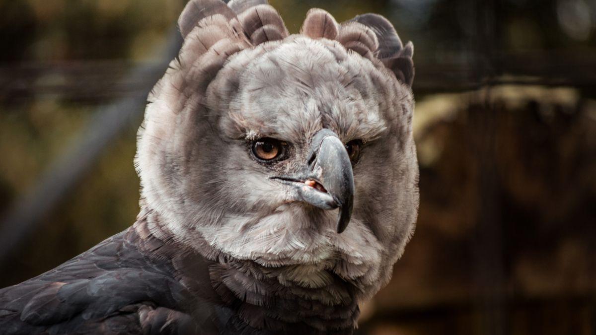 Esta majestuosa ave es el águila arpía, una de las rapaces más imponentes de las selvas tropicales: destaca por su fuerza y su peculiar cresta