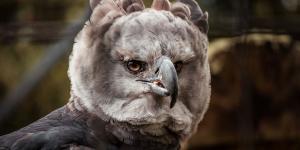 Esta majestuosa ave es el águila arpía, una de las rapaces más imponentes de las selvas tropicales: destaca por su fuerza y su peculiar cresta