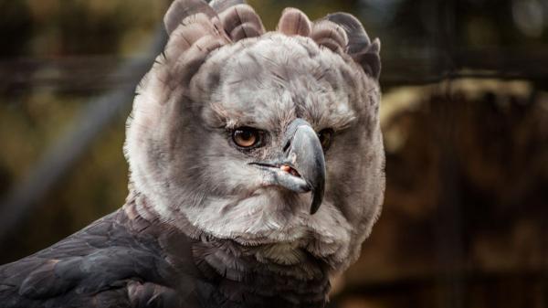Esta majestuosa ave es el águila arpía, una de las rapaces más imponentes de las selvas tropicales: destaca por su fuerza y su peculiar cresta