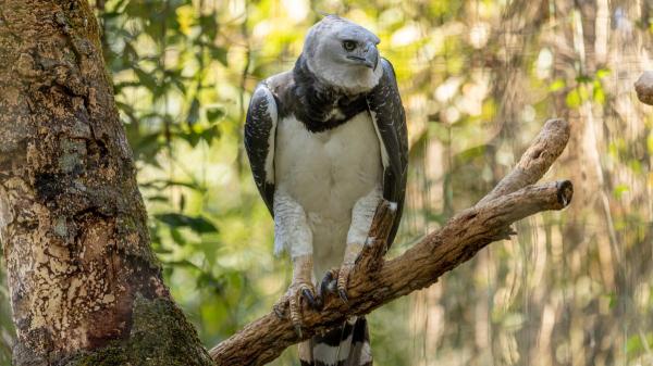 Esta majestuosa ave es el águila arpía, una de las rapaces más imponentes de las selvas tropicales: destaca por su fuerza y su peculiar cresta - La pérdida de selva tropical pone en peligro su supervivencia