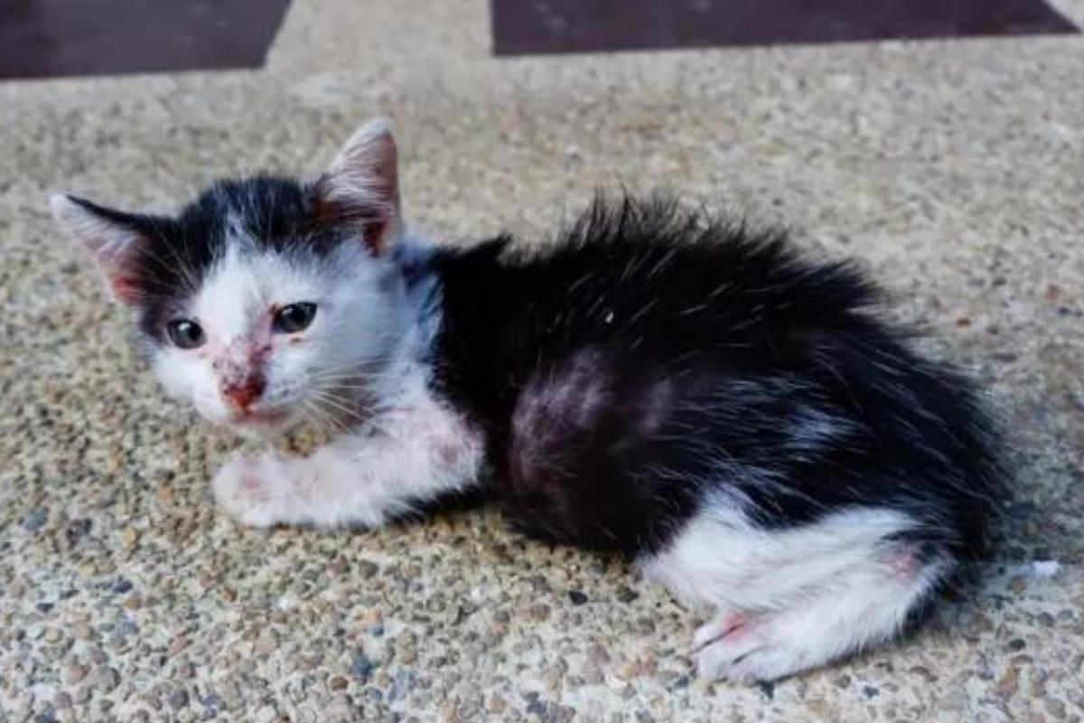 Clorhexidina para gatos - Usos, efectos secundarios y contraindicaciones