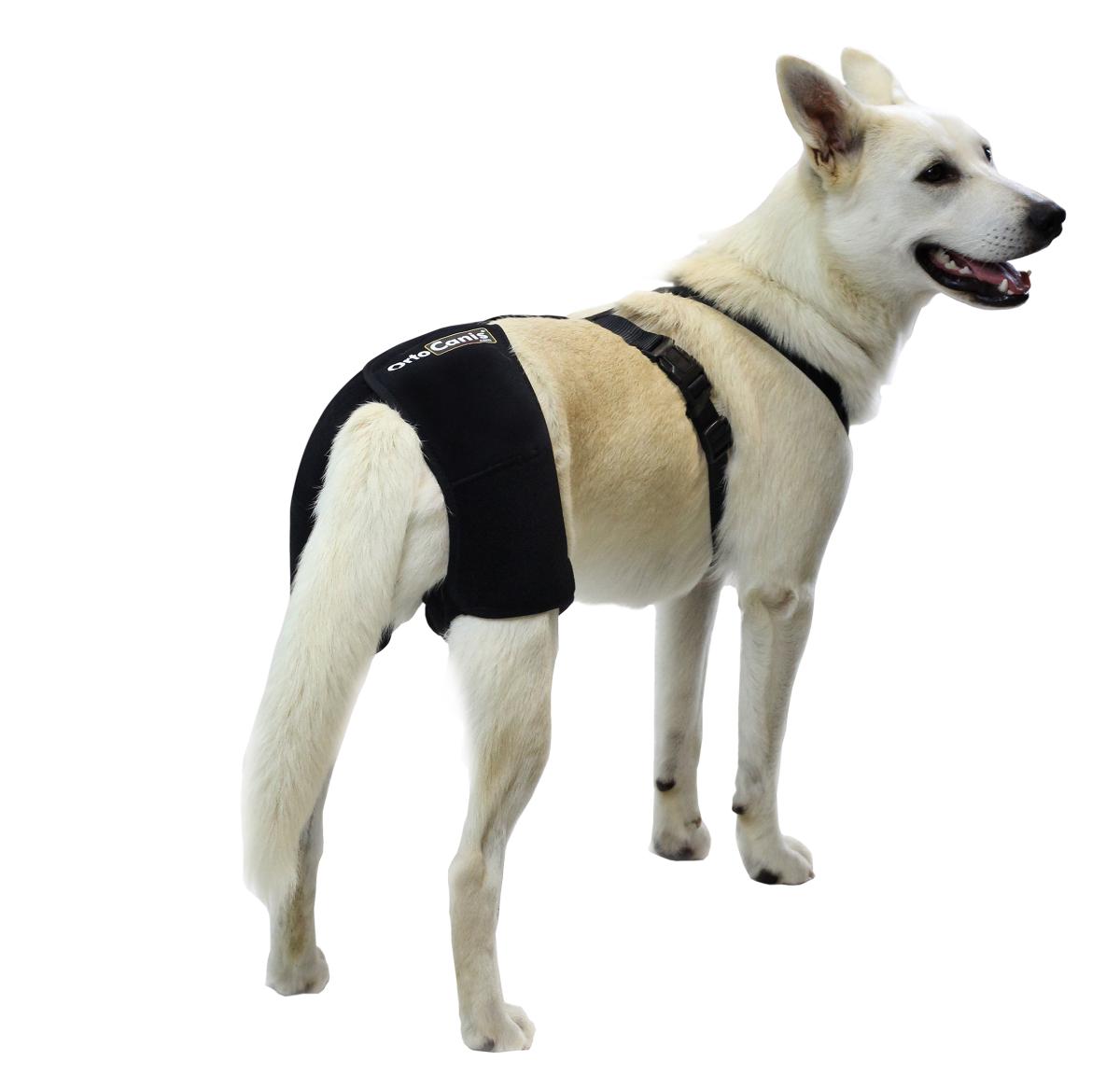 Displasia de cadera en perros - Síntomas y Tratamiento