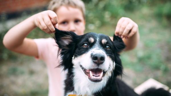 Los expertos coinciden: no hay razas peligrosas para los niños, sino falta de educación y socialización - El entorno es más importante que la raza