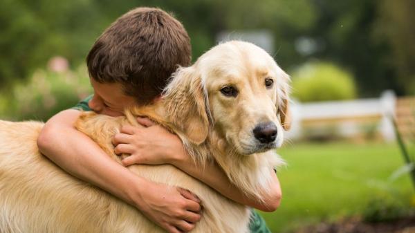 Los expertos coinciden: no hay razas peligrosas para los niños, sino falta de educación y socialización - La clave para prevenir mordeduras en casa