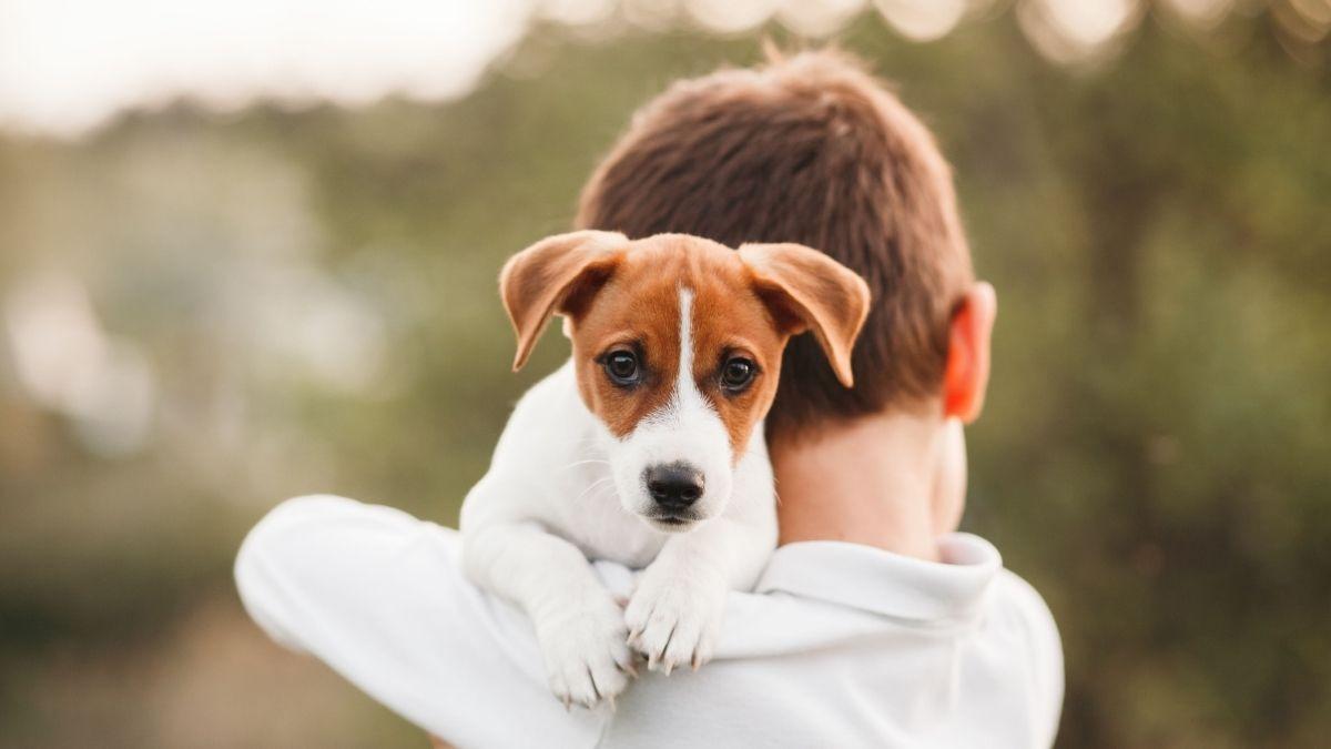 Los expertos coinciden: no hay razas peligrosas para los niños, sino falta de educación y socialización