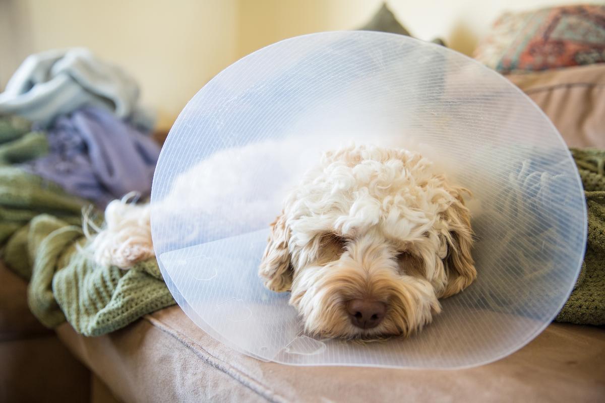 Mi perro no orina después de la operación: causas y qué hacer