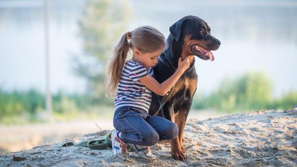 Los expertos coinciden: no hay razas peligrosas para los niños, sino falta de educación y socialización - Pitbull, rottweiler y otras razas señaladas: qué dicen los datos