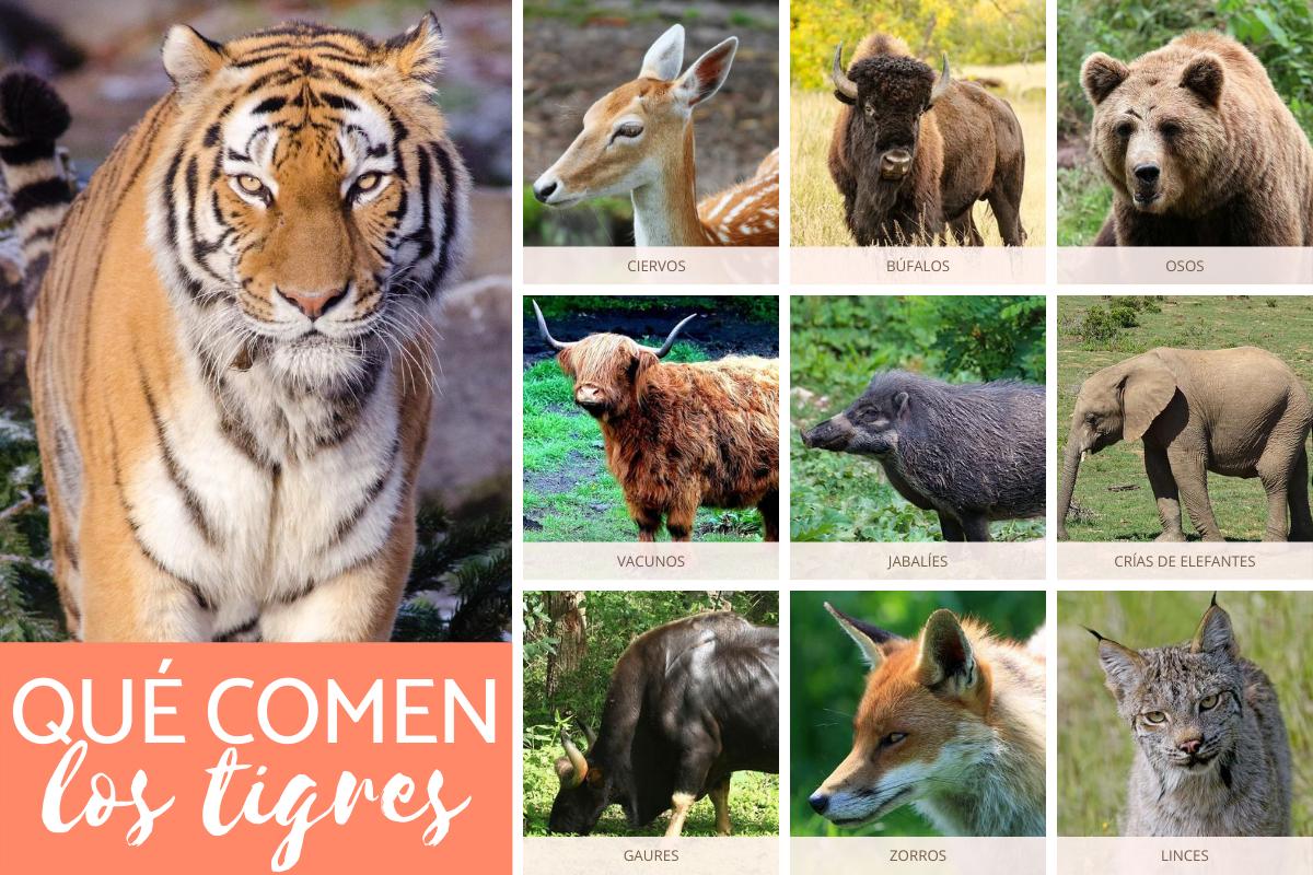¿Qué comen los tigres?