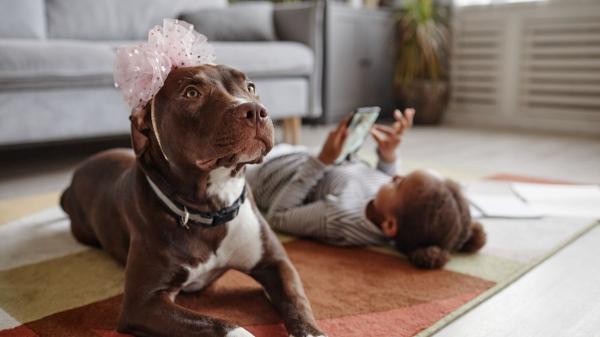 Los expertos coinciden: no hay razas peligrosas para los niños, sino falta de educación y socialización - ¿Realmente hay “razas peligrosas” para los niños?