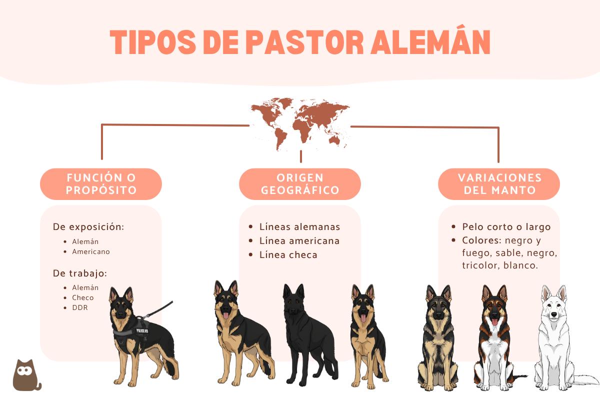 cual es la diferencia entre un pastor aleman y un perro