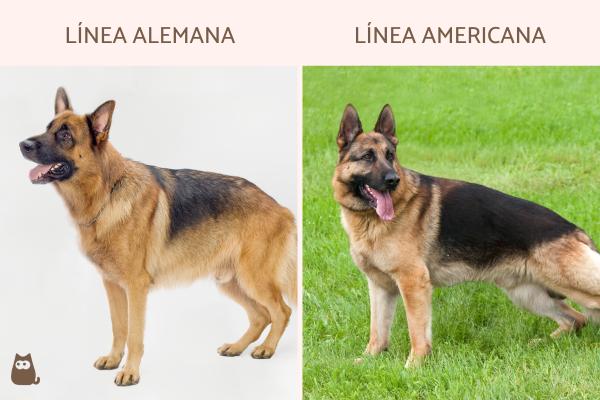 Tipos de pastor alemán - Tipos de pastor alemán de exposición