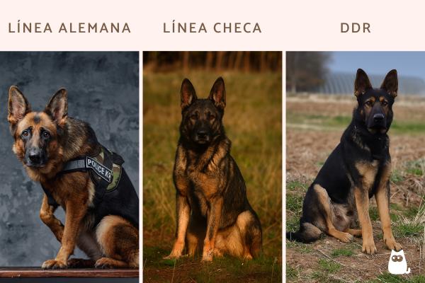 Tipos de pastor alemán - Tipos de pastor alemán de trabajo