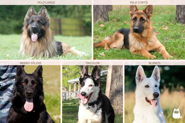 Tipos de pastor alemán - Tipos de pastor alemán según el color y tipo de pelo
