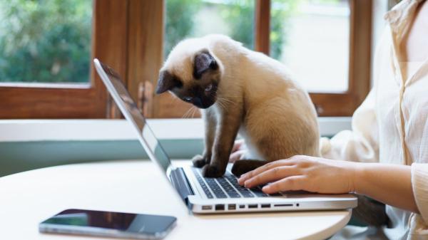 El listado positivo de mascotas ya está en consulta pública: cómo participar para decidir qué animales estarán permitidos en España - Así puedes influir en la lista de animales permitidos en España