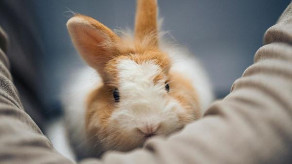 El listado positivo de mascotas ya está en consulta pública: cómo participar para decidir qué animales estarán permitidos en España - El listado positivo de mascotas cambia el sistema de regulación de animales en España