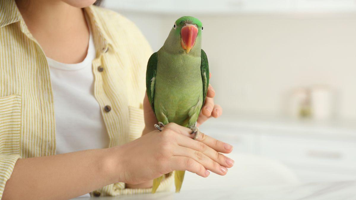 El listado positivo de mascotas ya está en consulta pública: cómo participar para decidir qué animales estarán permitidos en España