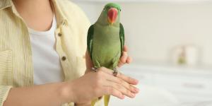 El listado positivo de mascotas ya está en consulta pública: cómo participar para decidir qué animales estarán permitidos en España
