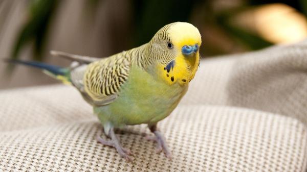 El listado positivo de mascotas ya está en consulta pública: cómo participar para decidir qué animales estarán permitidos en España - Las controversias del listado positivo de mascotas