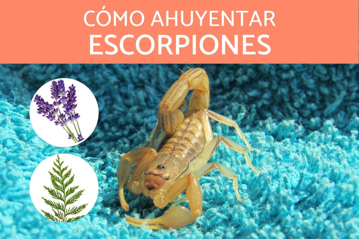 ¿Cómo ahuyentar alacranes o escorpiones?