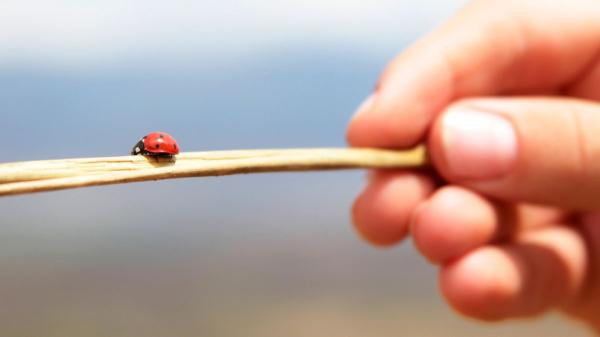 Si una mariquita aparece en tu casa o cerca de tus plantas, no es casualidad: esto es lo que significa - ¿Las mariquitas pueden ser peligrosas dentro de casa?