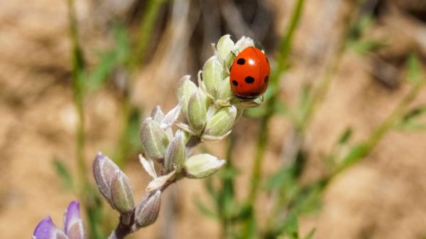 Si una mariquita aparece en tu casa o cerca de tus plantas, no es casualidad: esto es lo que significa - Por qué las mariquitas se relacionan con la buena suerte