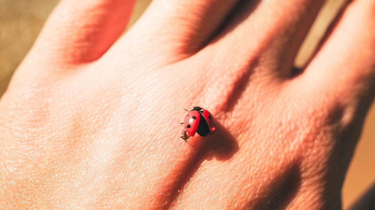 Si una mariquita aparece en tu casa o cerca de tus plantas, no es casualidad: esto es lo que significa