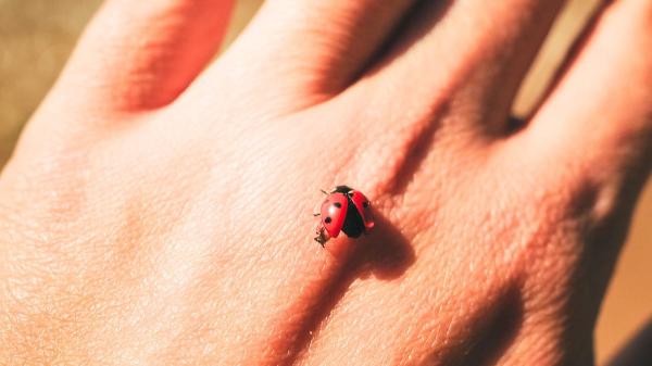 Si una mariquita aparece en tu casa o cerca de tus plantas, no es casualidad: esto es lo que significa